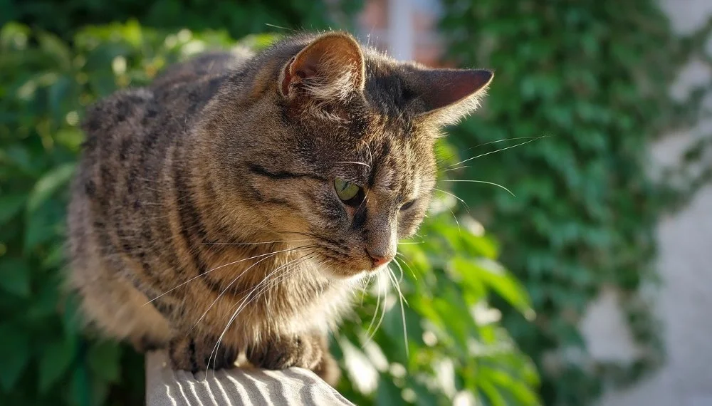 chat sur balcon