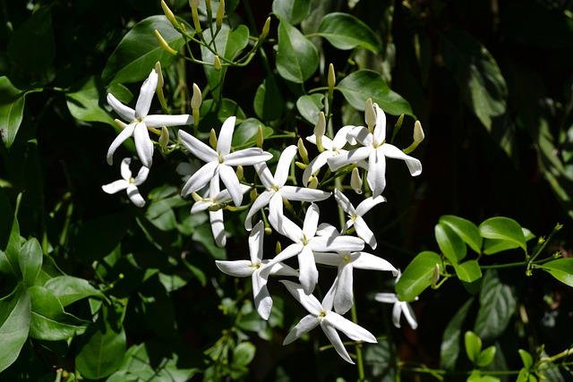 jasmin grimpant pour pergola