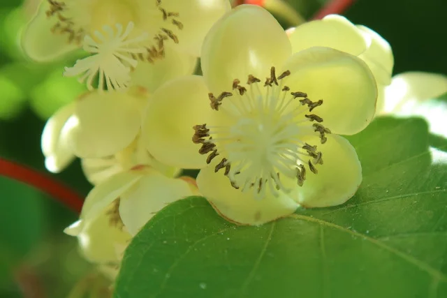 fleur de kiwi