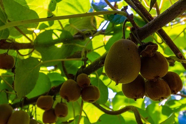 pergola avec kiwis