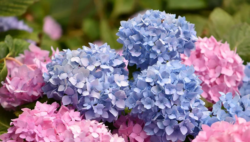 que mettre au pied des hortensias