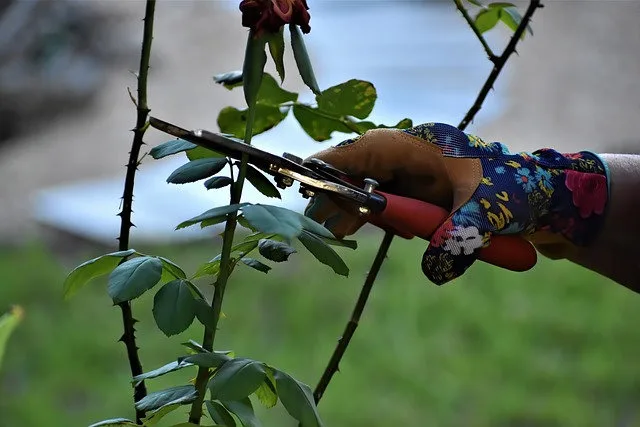 bouturer un rosier
