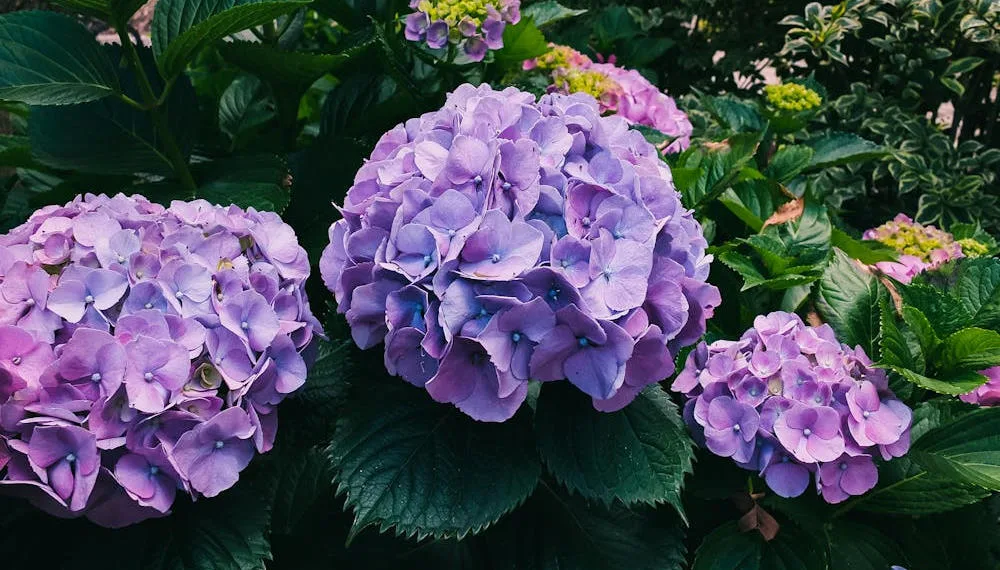 où et quand planter un hortensia