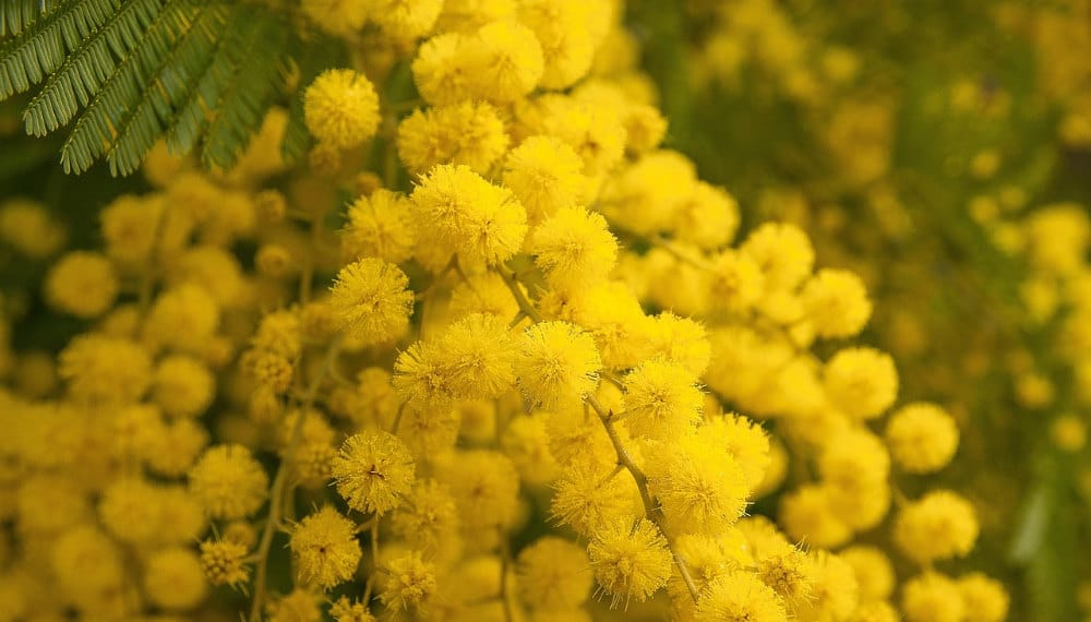 danger des racines de mimosa
