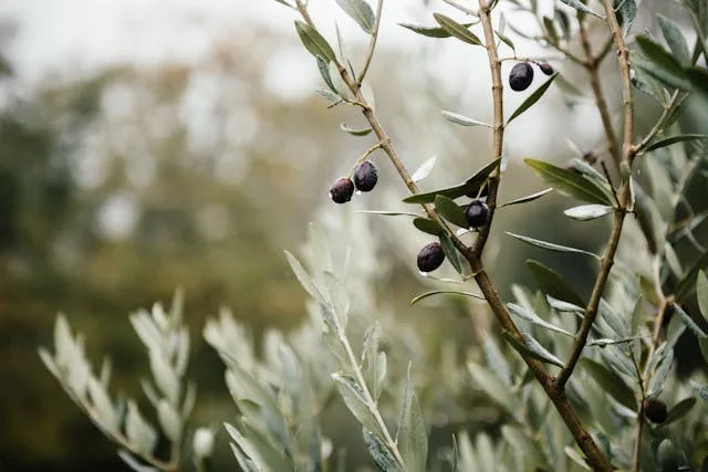 feuilles et olives sur un olivier