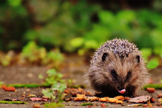 hérisson qui mange dans un jardin