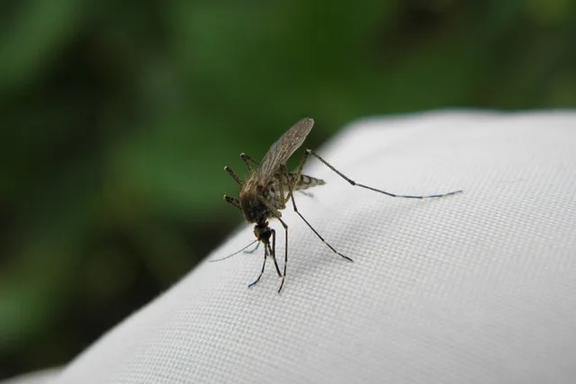 moustique dans le jardin