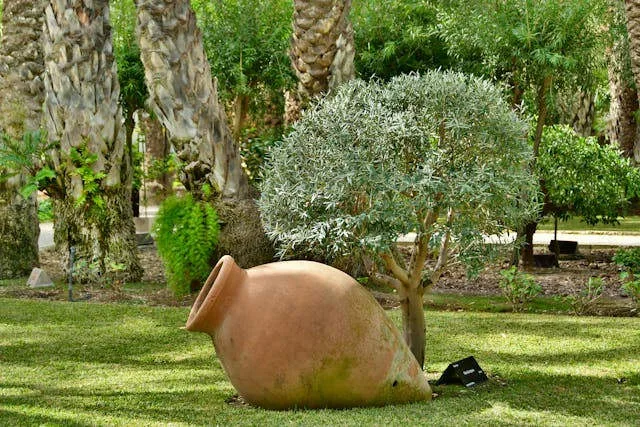 olivier dans le jardin