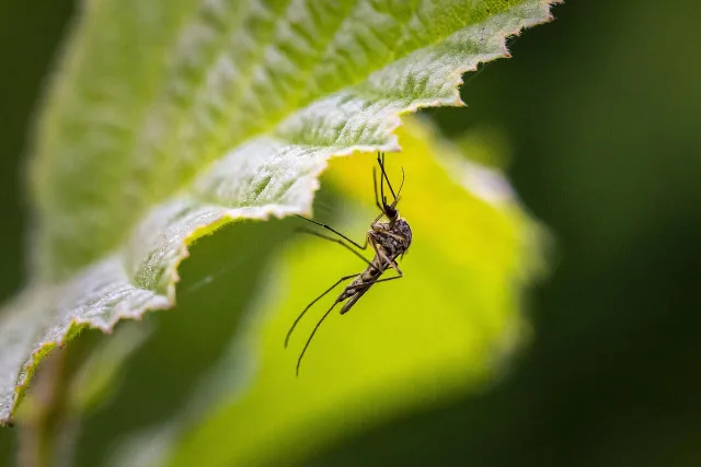 piège à moustique Nomoz Pro