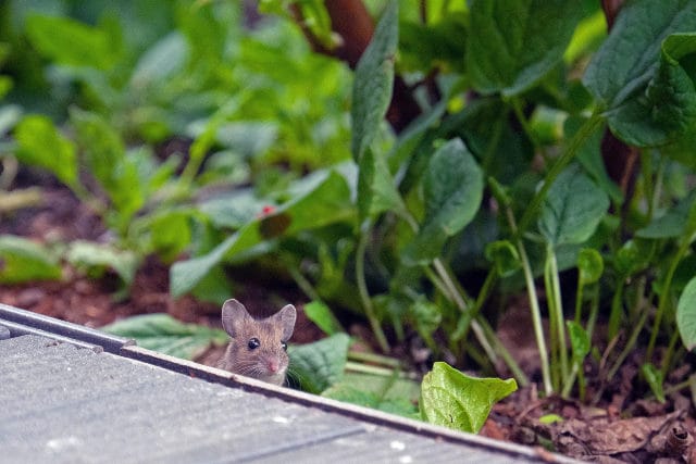 souris dans le jardin