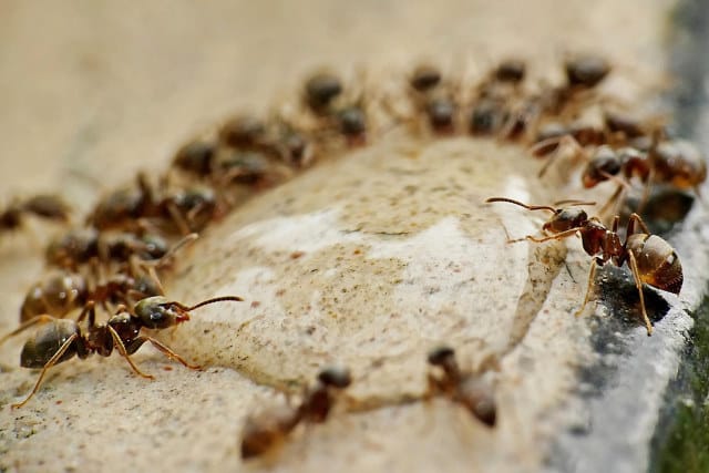 fourmis dans la maison, que faire