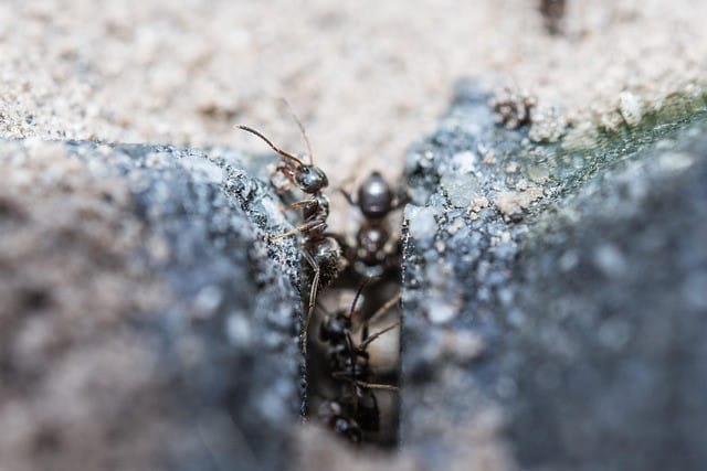 quelle signification pour des fourmis dans la maison