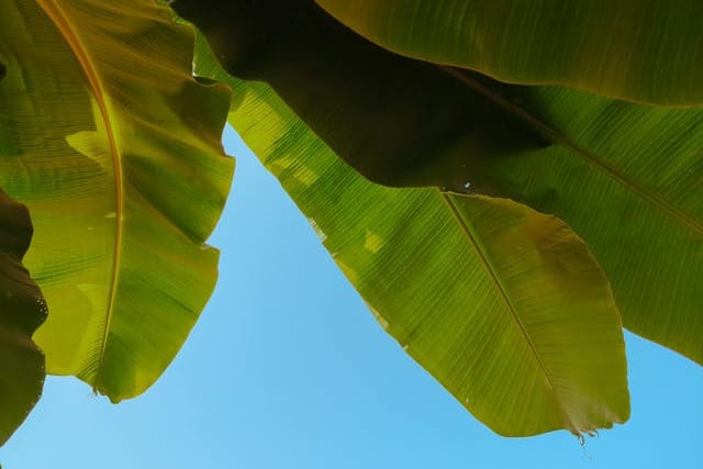 faire pousser un bananier dans le jardin