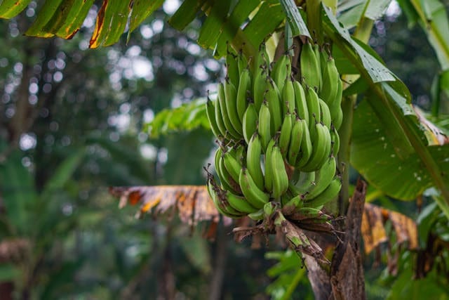 régime de bananes