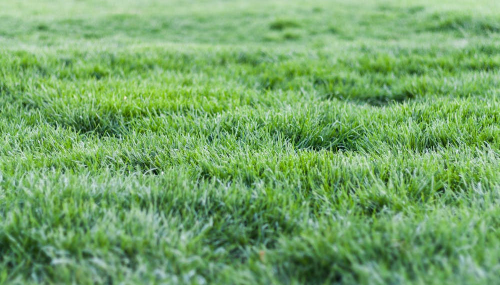 semer la pelouse sans retourner la terre