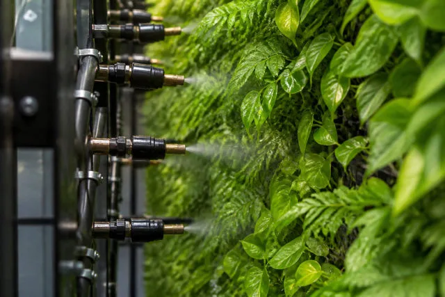 irrigation d'un mur végétal