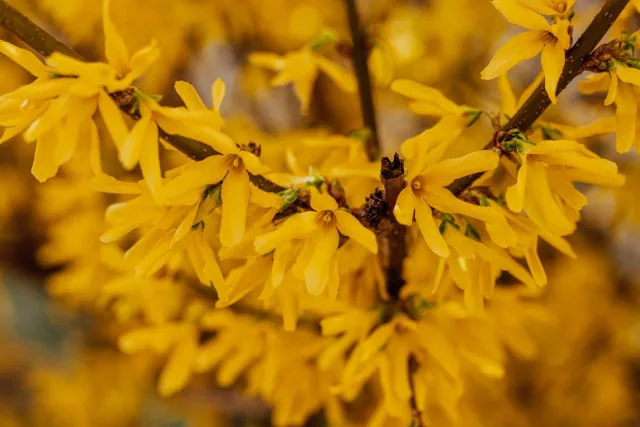 forsythia en fleur