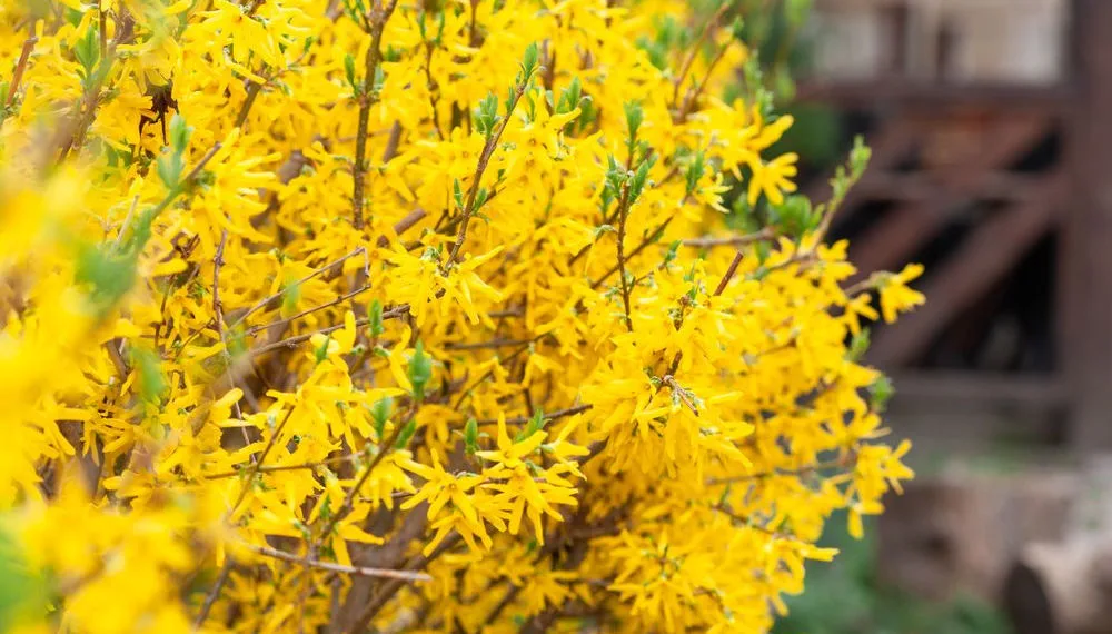 plantes d'extérieur qui ne nécessitent pas d'entretien