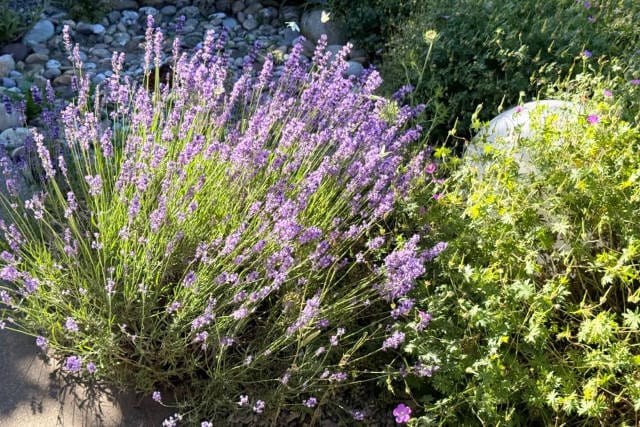 lavande dans le jardin