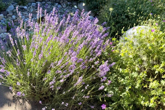 lavande dans le jardin